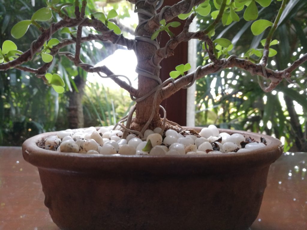 Honor 8 Camera Sample 