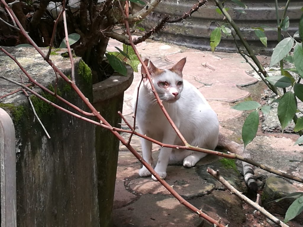 Honor 8 Camera Sample 