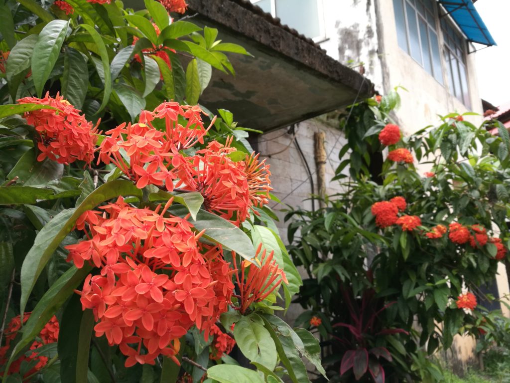 Honor 8 Camera Sample 